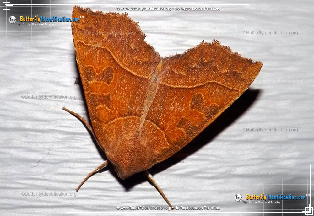 Full-sized image #1 of the Scalloped Sallow