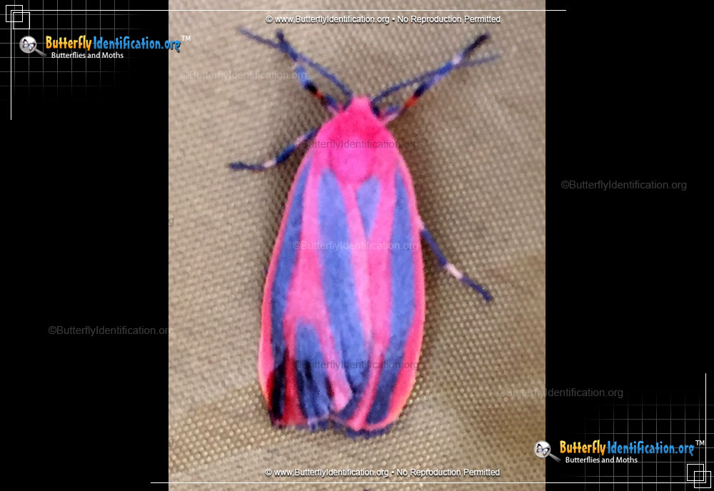 Full-sized image #1 of the Scarlet-winged Lichen Moth