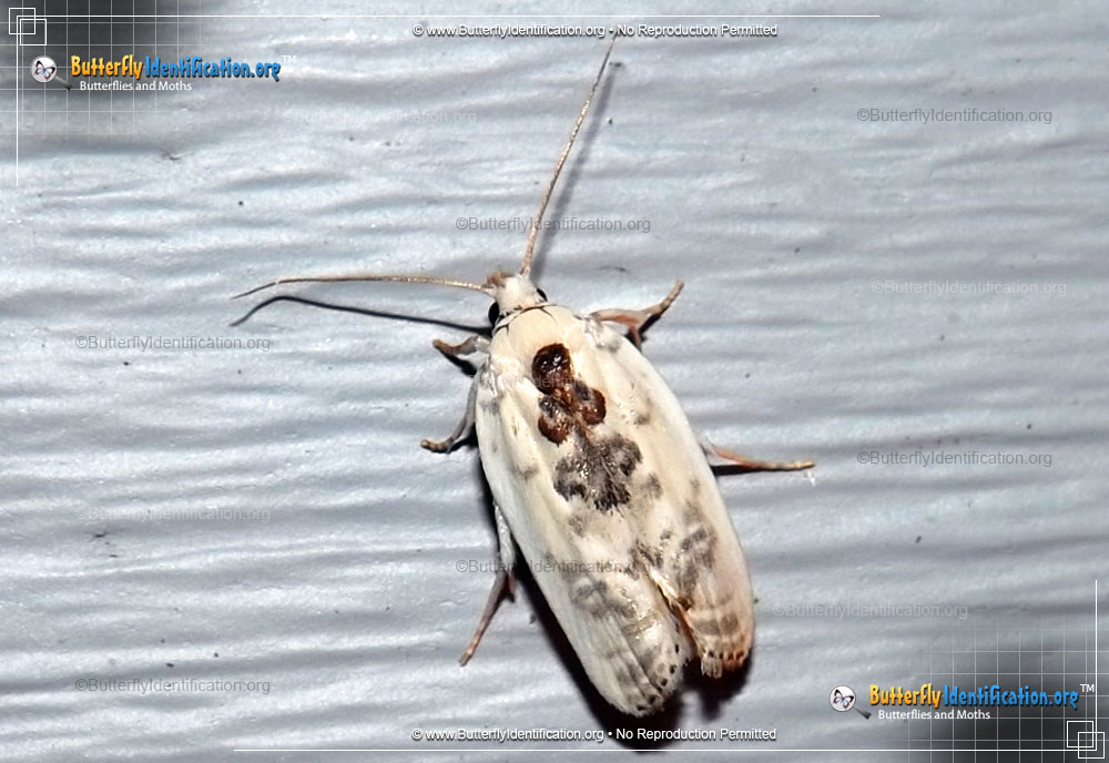 Full-sized image #1 of the Schlaeger's Fruitworm Moth