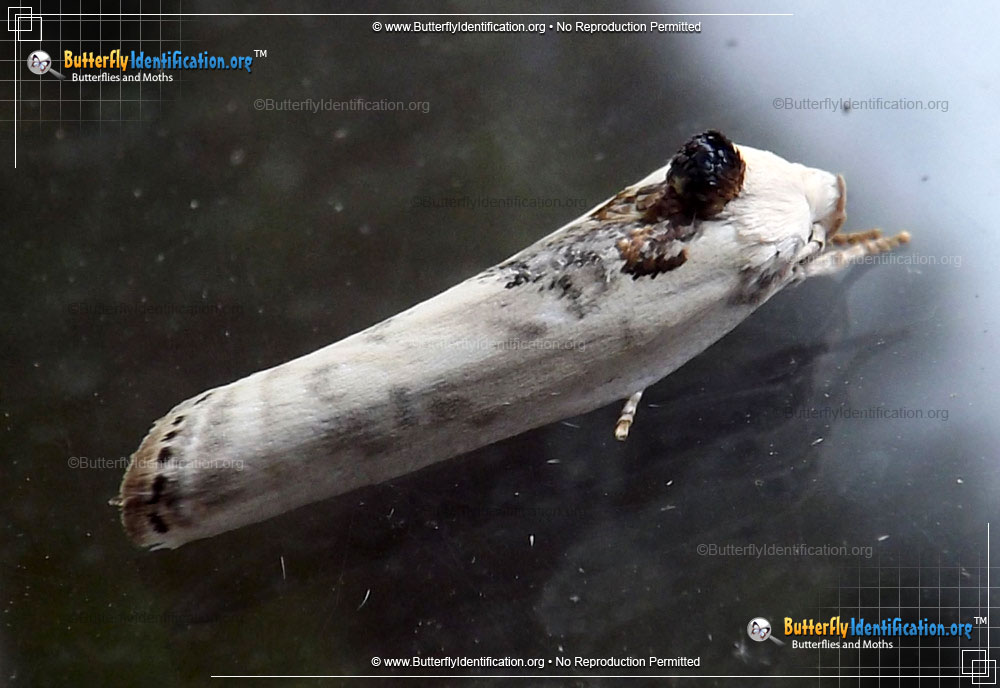Full-sized image #2 of the Schlaeger's Fruitworm Moth