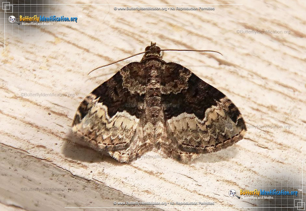 Full-sized image #1 of the Sharp-angled Carpet Moth
