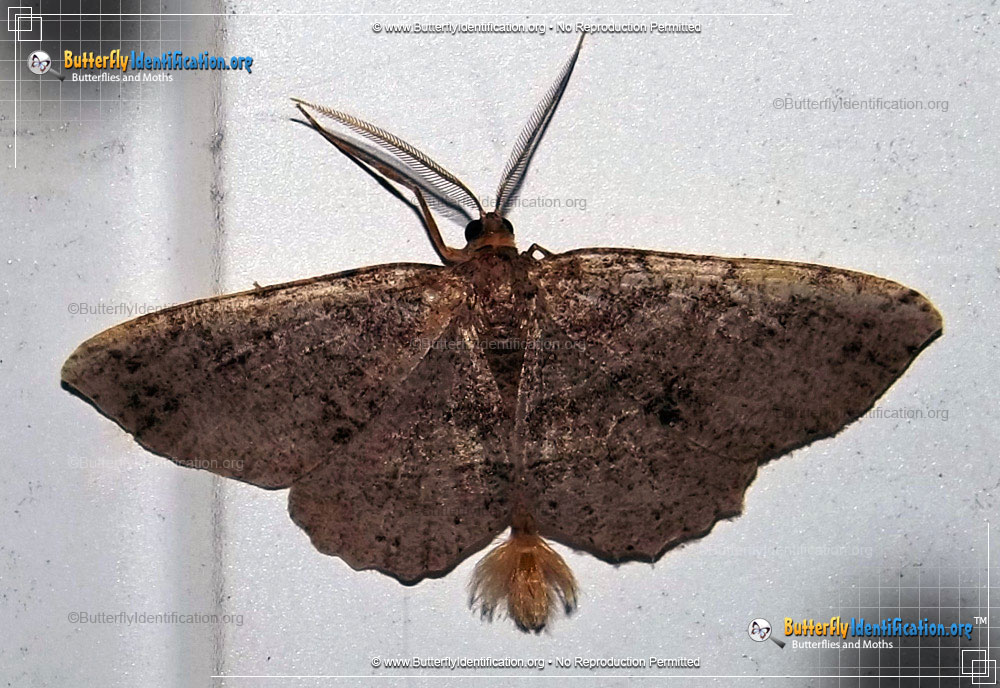 Full-sized image #1 of the Signate Melanolophia