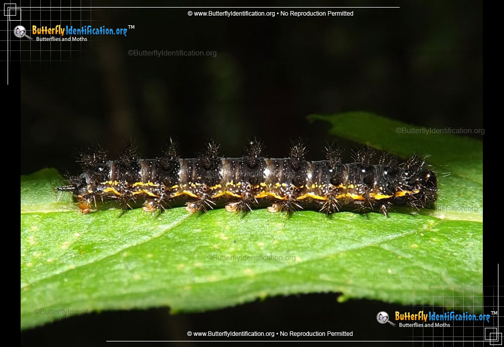 Full-sized caterpillar image of the Silvery Checkerspot Butterfly