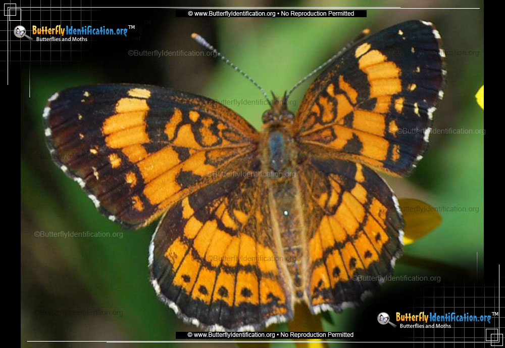 Full-sized image #2 of the Silvery Checkerspot Butterfly
