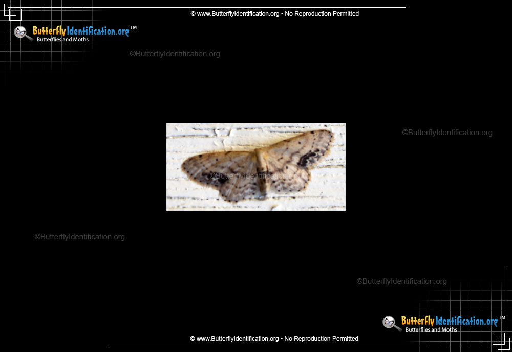 Full-sized image #1 of the Single-dotted Wave Moth
