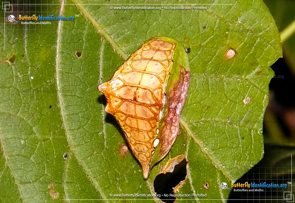Full-sized caterpillar image of the Skiff Moth