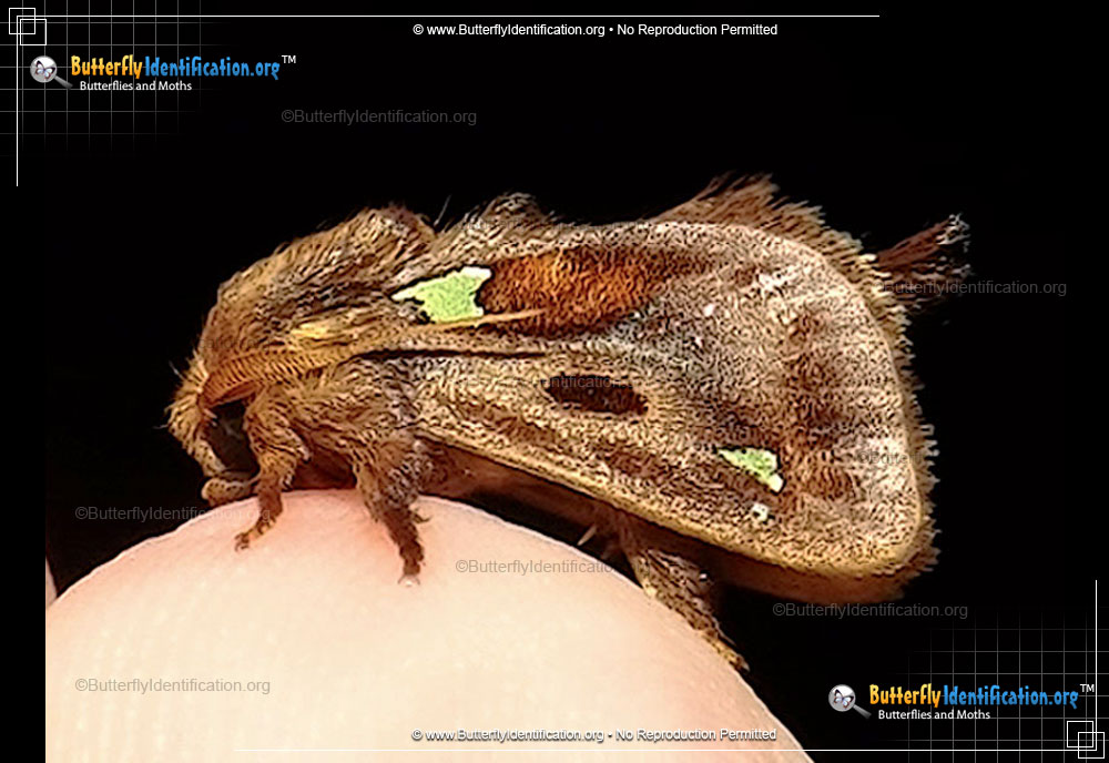 Full-sized image #1 of the Slug Caterpillar Moth