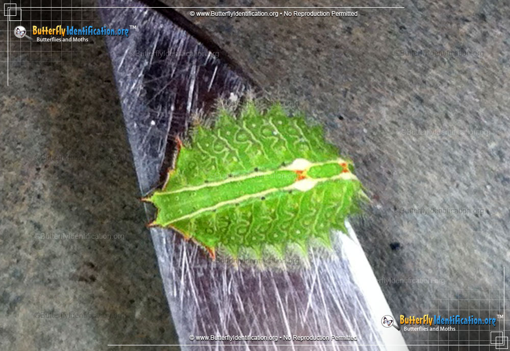 Full-sized image #2 of the Slug Caterpillar Moth