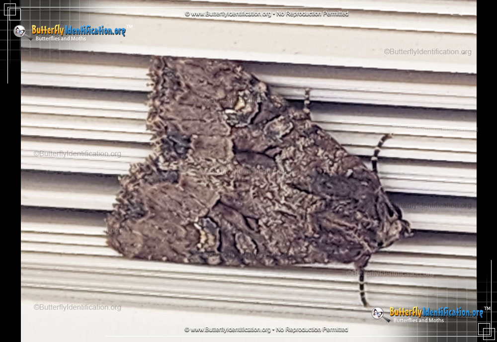 Full-sized image #1 of the Small Clouded Brindle Moth