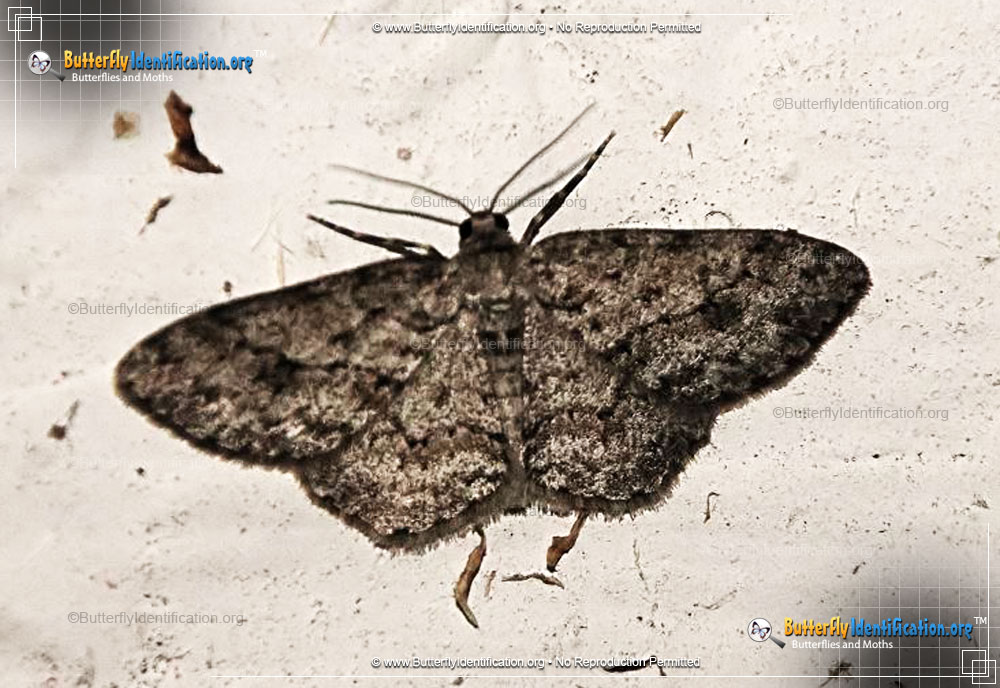 Full-sized image #1 of the Small Engrailed Moth