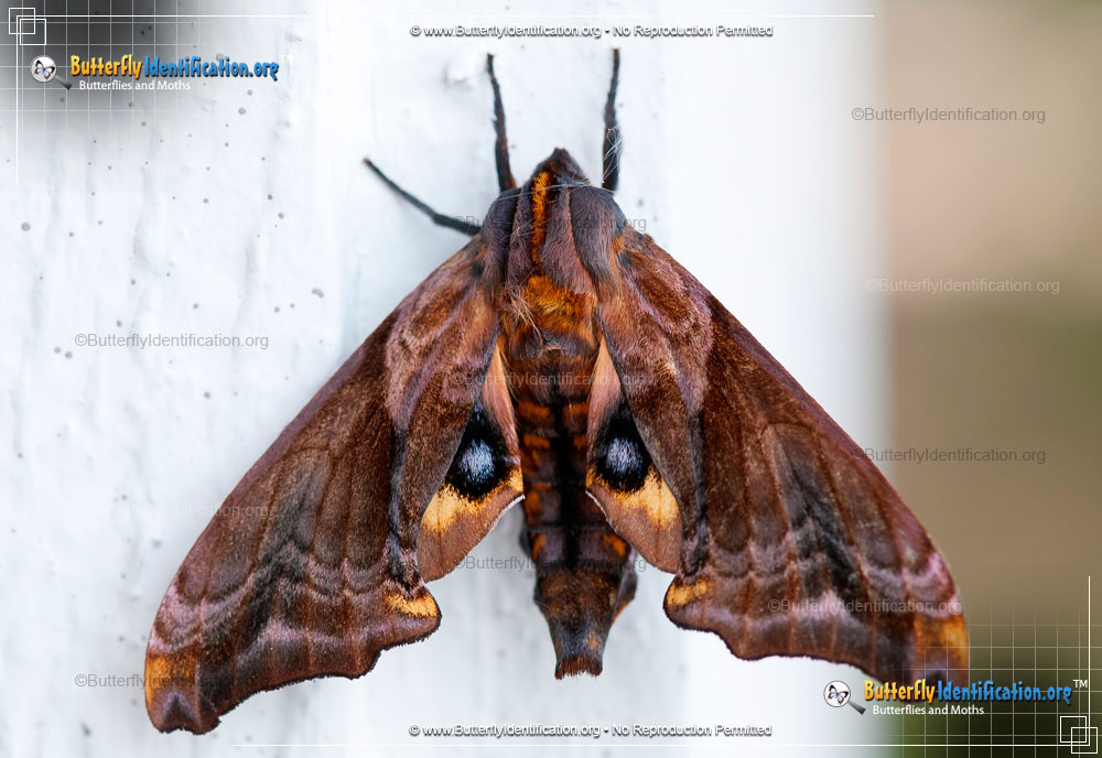 Full-sized image #4 of the Small-eyed Sphinx Moth