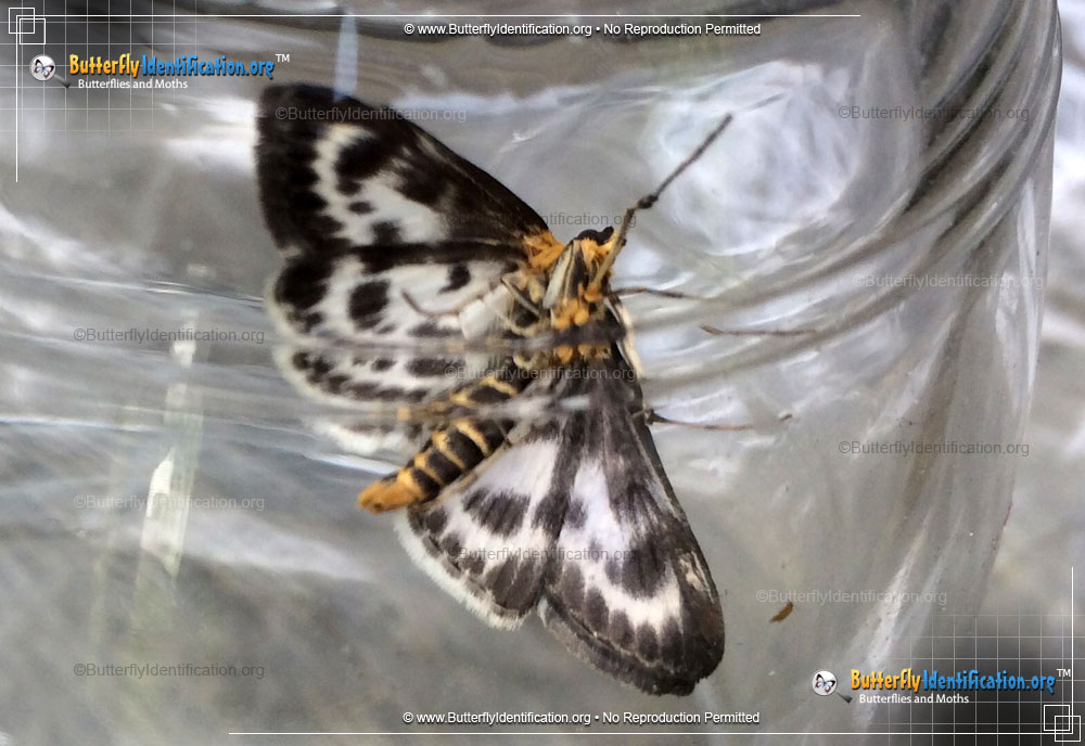 Full-sized image #1 of the Small Magpie Moth
