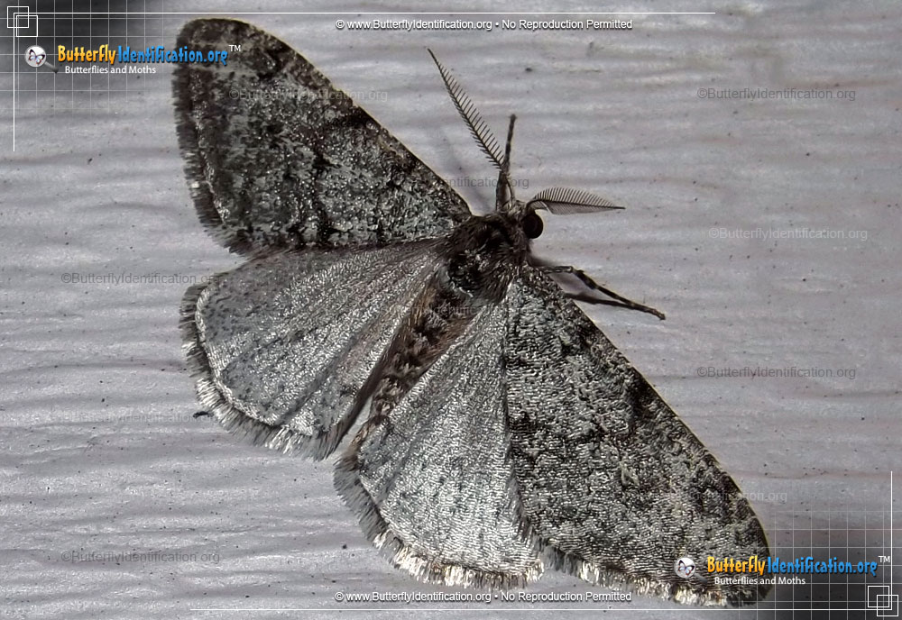 Full-sized image #1 of the Small Phigalia Moth