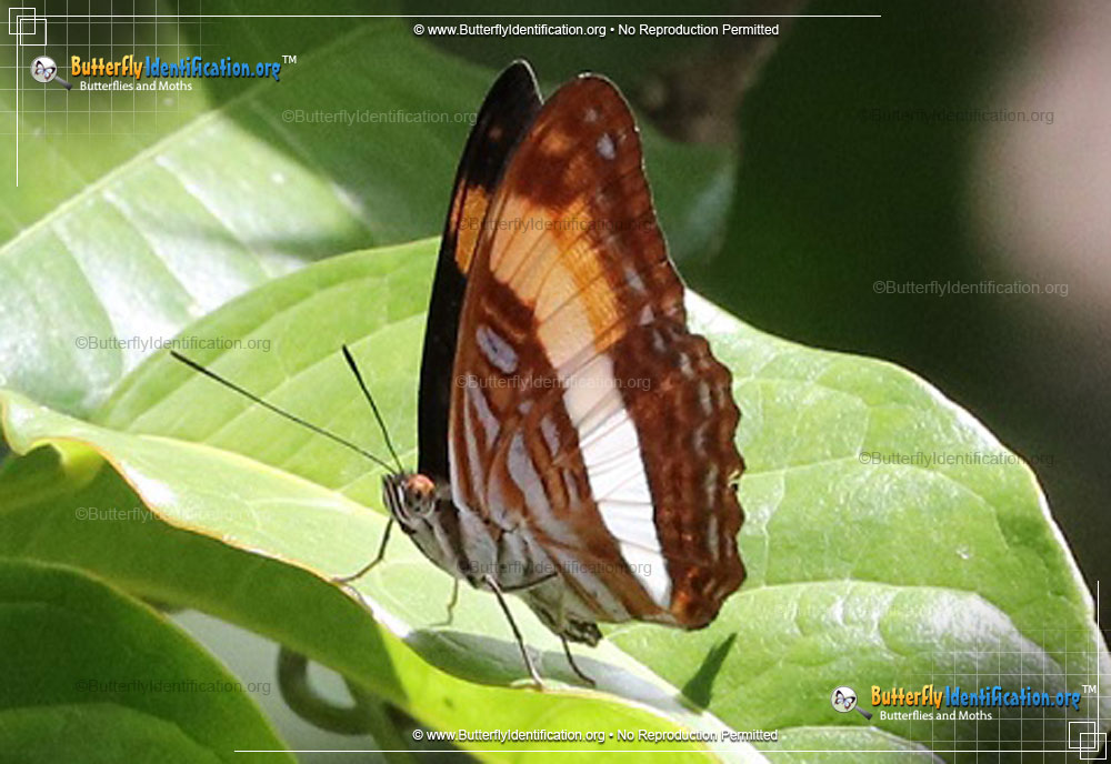 Full-sized image #1 of the Smooth-banded Sister Butterfly