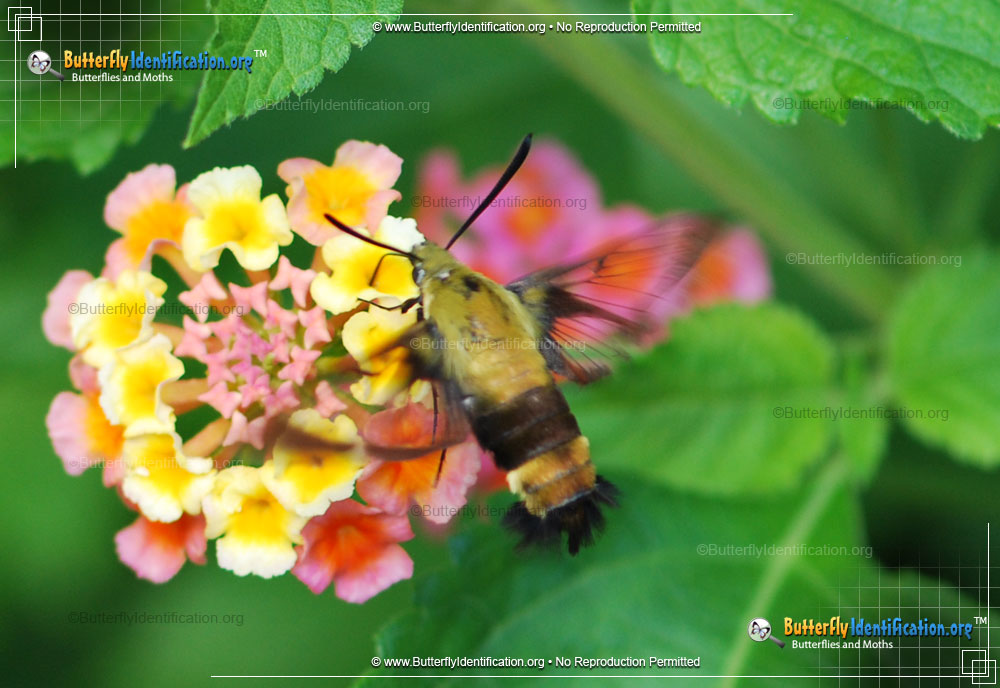 Full-sized image #2 of the Snowberry Clearwing Moth