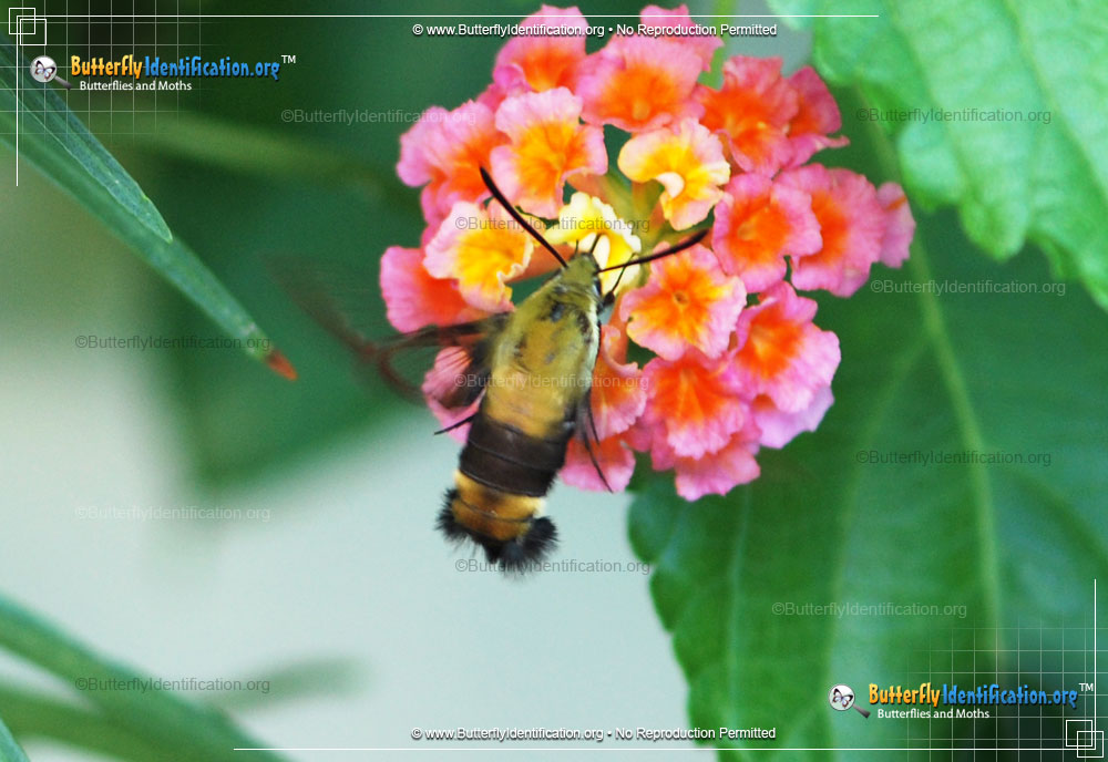 Full-sized image #4 of the Snowberry Clearwing Moth