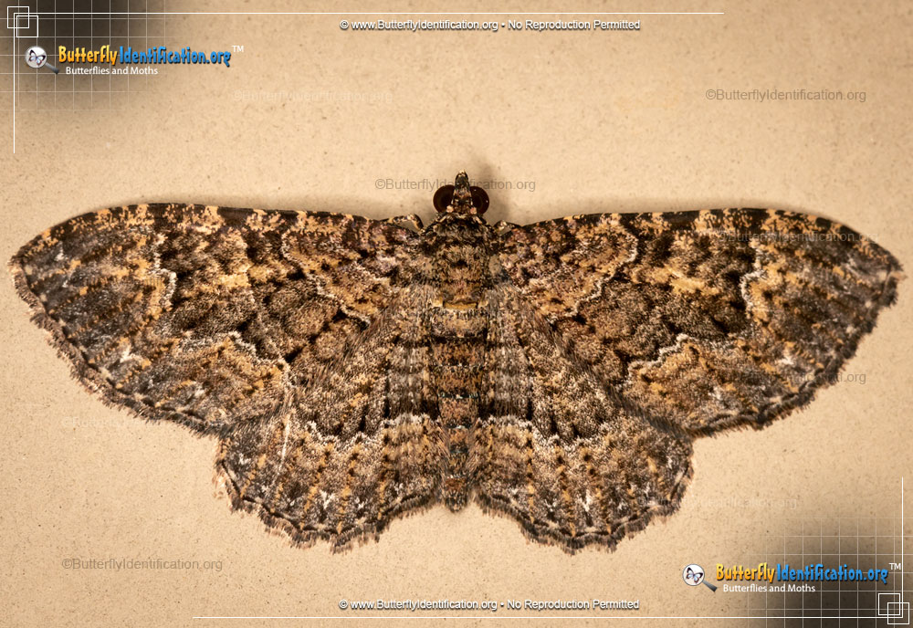 Full-sized image #1 of the Somber Carpet Moth