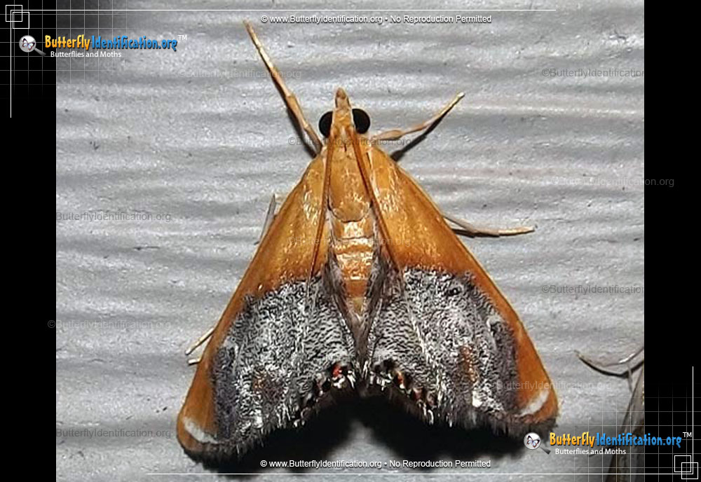 Full-sized image #1 of the Sooty-winged Chalcoela Moth