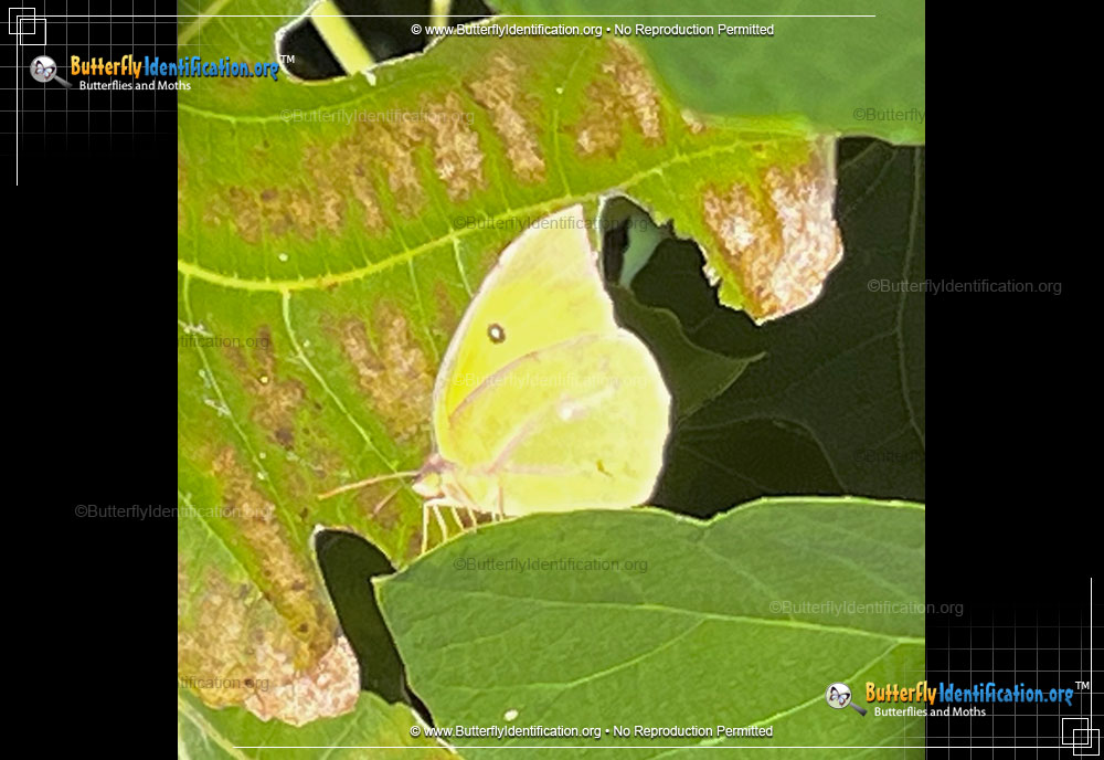 Full-sized image #1 of the Southern Dogface Sulphur Butterfly