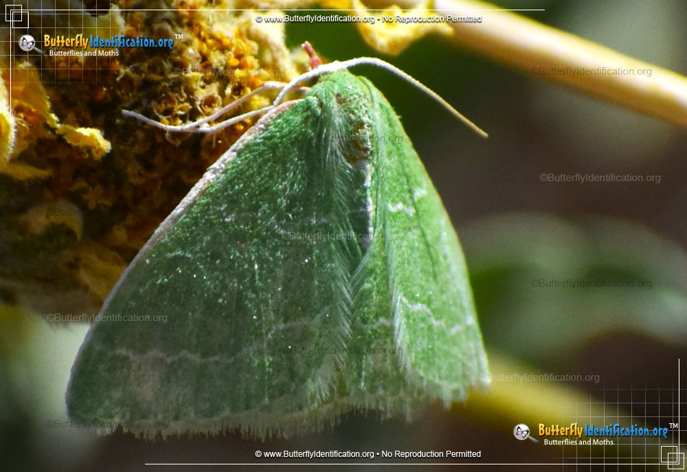 Full-sized image #2 of the Southern Emerald Moth