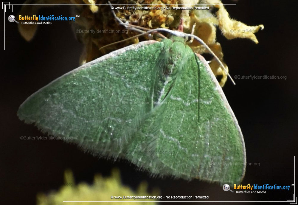 Full-sized image #3 of the Southern Emerald Moth