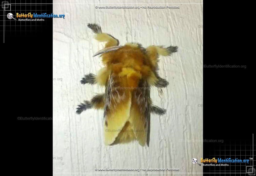 Full-sized image #1 of the Southern Flannel Moth