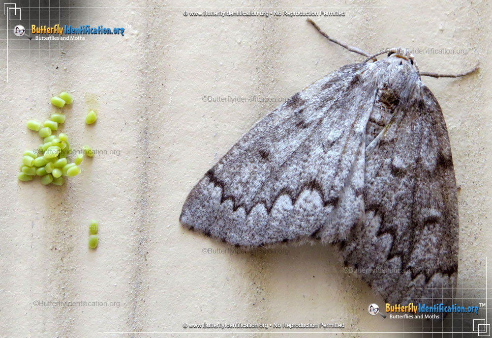 Full-sized image #1 of the Southern Nepytia Moth