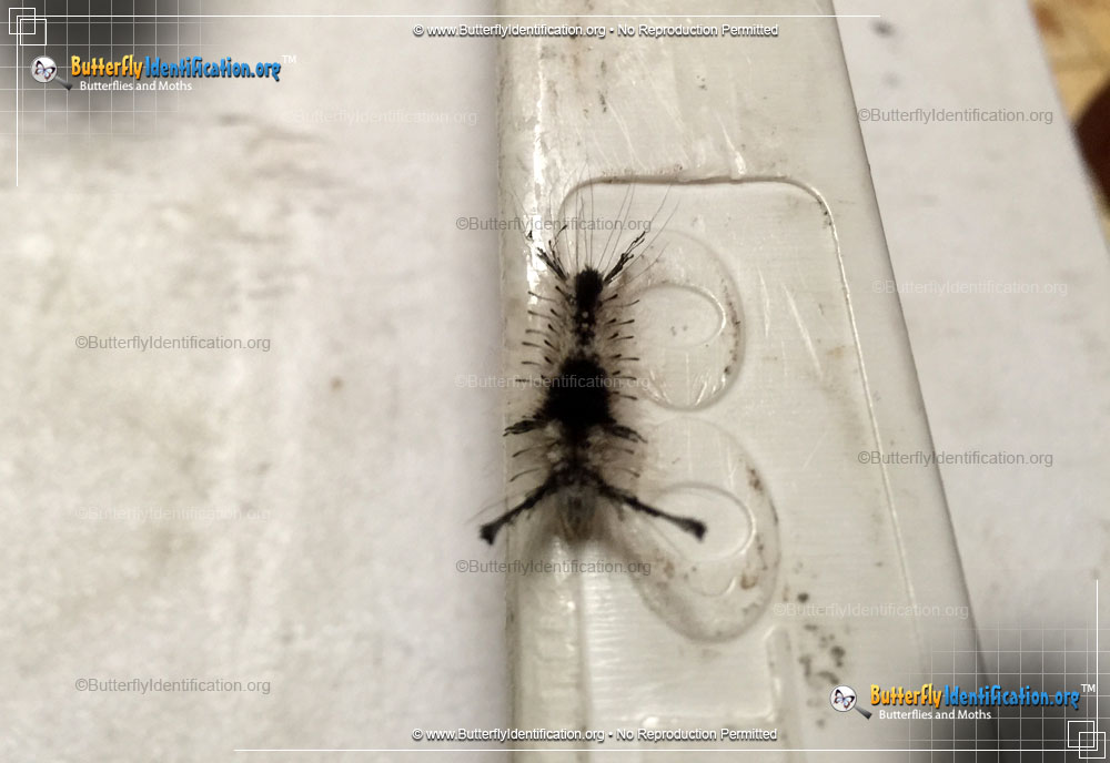 Full-sized image #2 of the Southern Tussock Moth