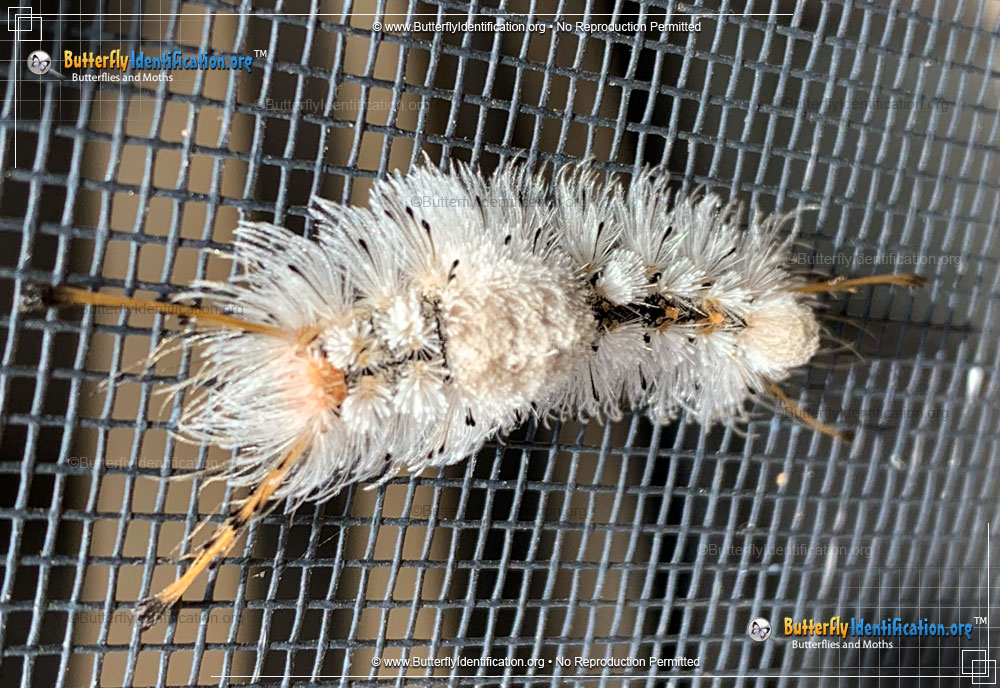 Full-sized caterpillar image of the Southern Tussock Moth