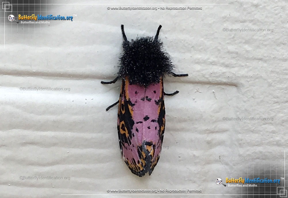 Full-sized image #2 of the Spanish Moth
