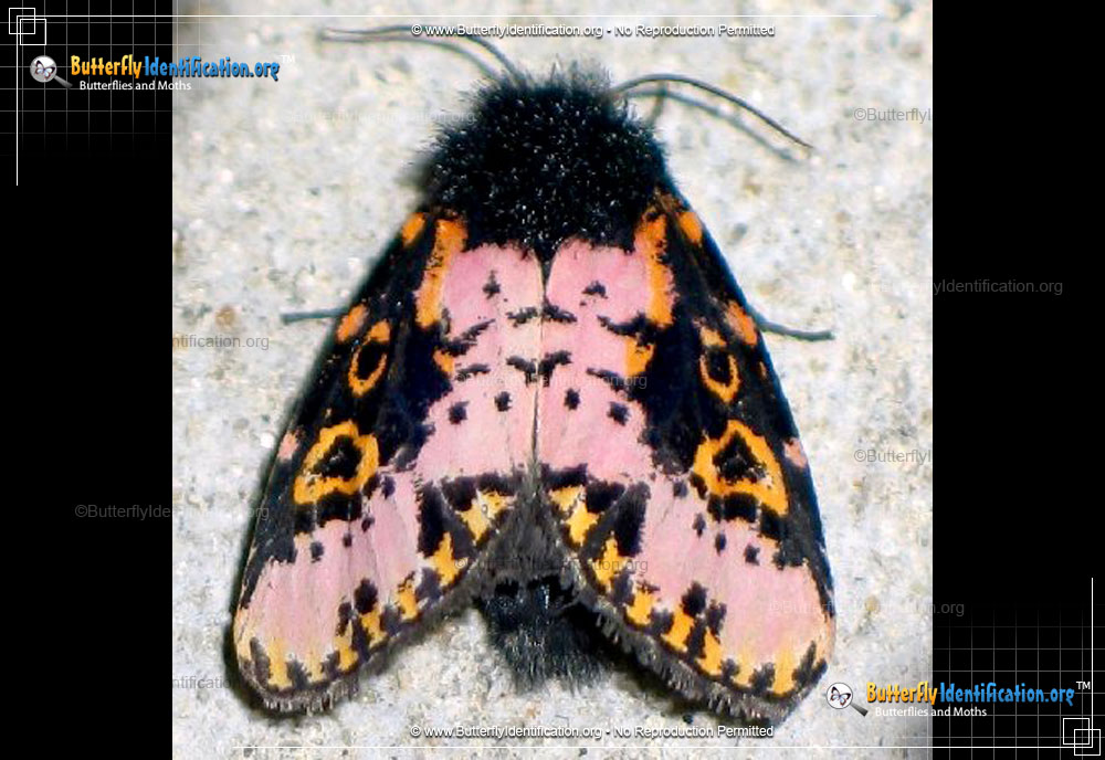 Full-sized image #1 of the Spanish Moth