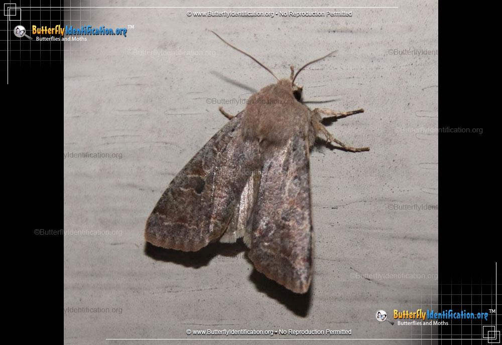 Full-sized image #3 of the Speckled Green Fruitworm Moth