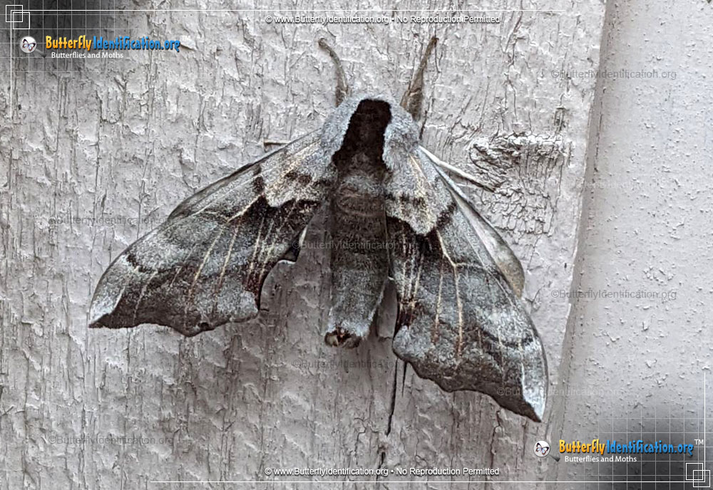 Full-sized image #1 of the Sphinx Moth