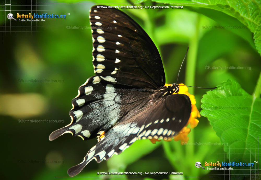 Full-sized image #1 of the Spicebush Swallowtail