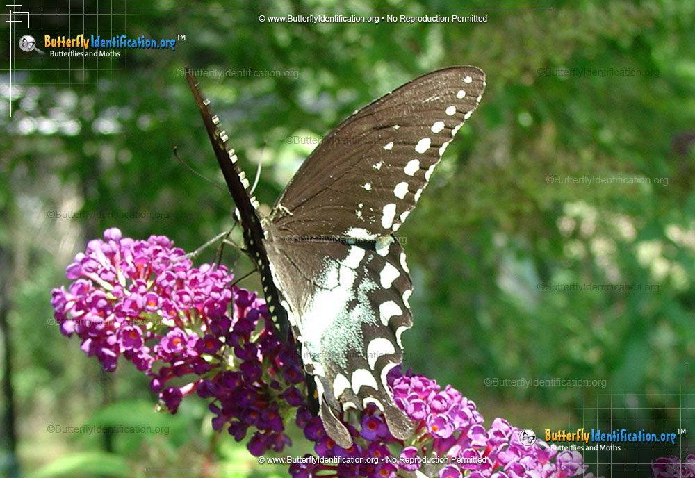 Full-sized image #2 of the Spicebush Swallowtail