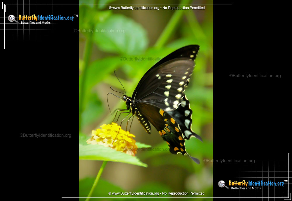 Full-sized image #4 of the Spicebush Swallowtail