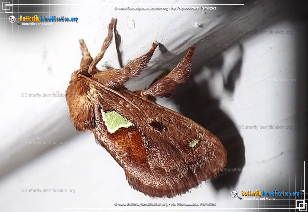 Full-sized image #1 of the Spiny Oak Slug Moth