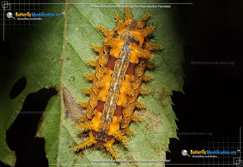 Full-sized caterpillar image of the Spiny Oak Slug Moth