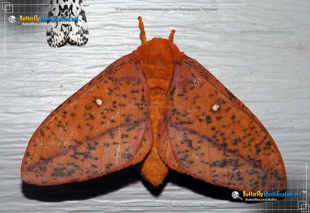 Full-sized image #2 of the Spiny Oakworm Moth