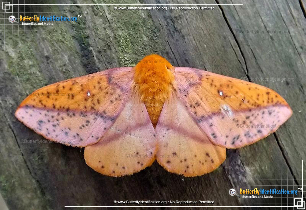 Full-sized image #1 of the Spiny Oakworm Moth