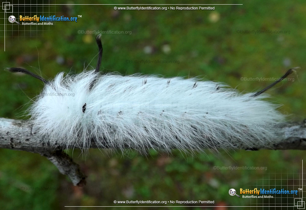 Full-sized caterpillar image of the Spotted Apatelodes