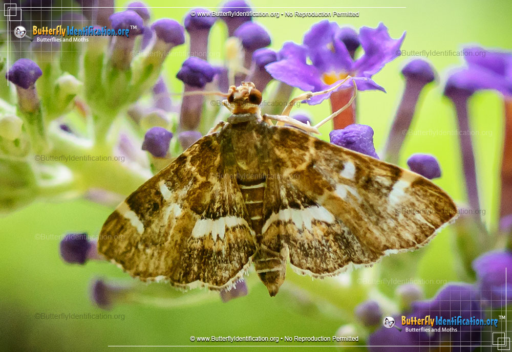 Full-sized image #1 of the Spotted Beet Webworm Moth
