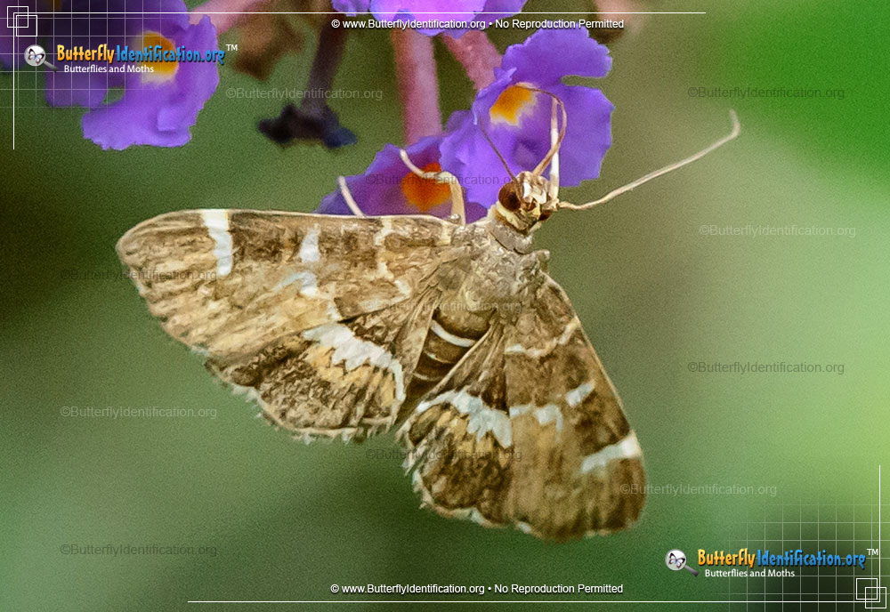 Full-sized image #2 of the Spotted Beet Webworm Moth