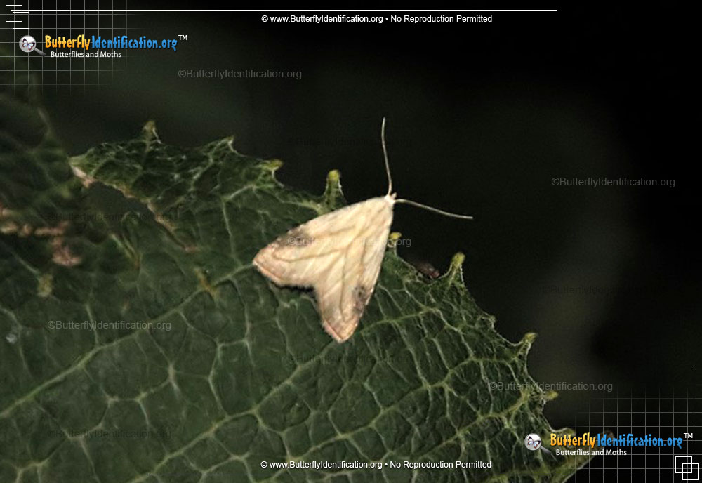 Full-sized image #1 of the Spotted Grass Moth