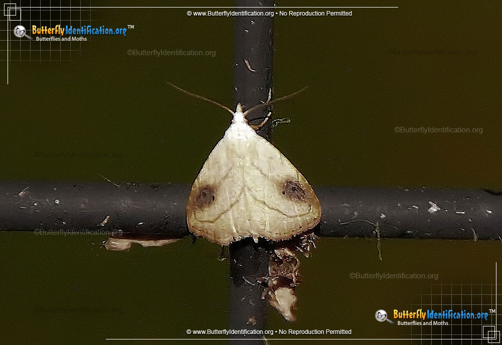 Full-sized image #2 of the Spotted Grass Moth