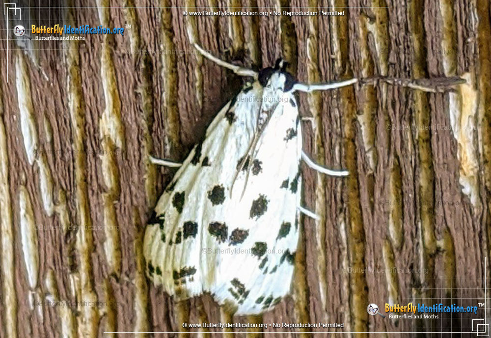 Full-sized image #1 of the Spotted Peppergrass Moth