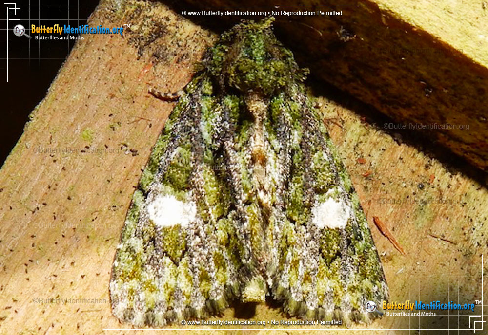 Full-sized image #1 of the Spotted Phosphila Moth