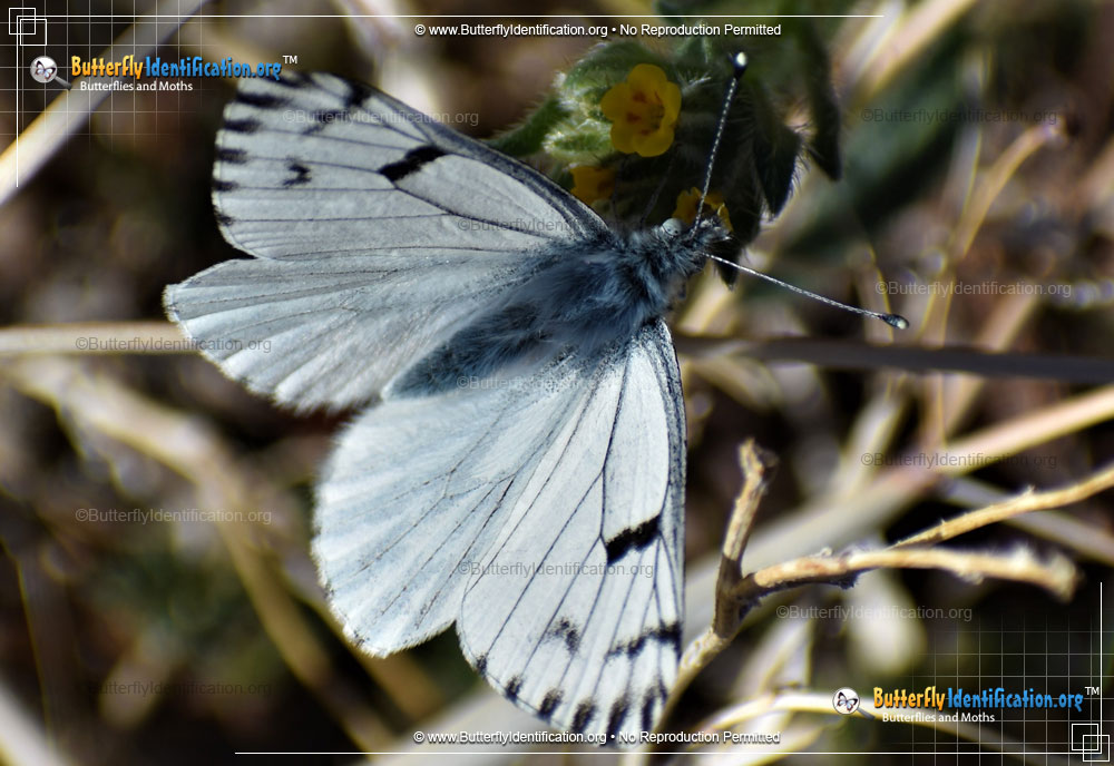 Full-sized image #1 of the Spring White Butterfly