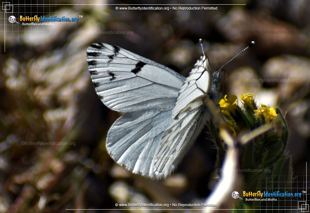 Full-sized image #4 of the Spring White Butterfly