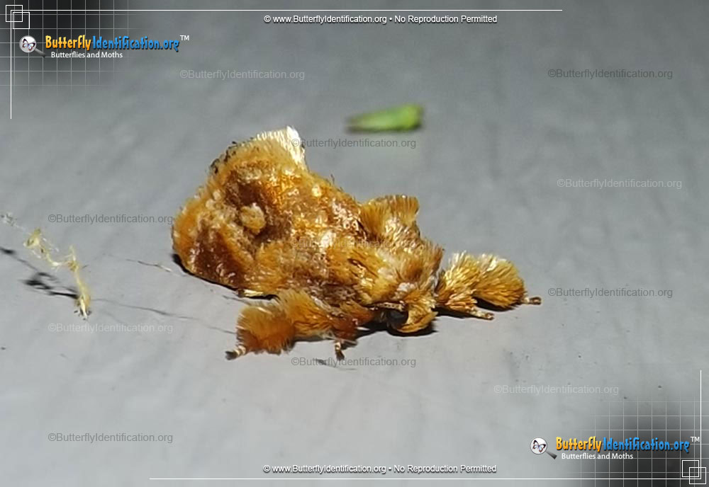 Full-sized image #1 of the Spun Glass Slug Moth